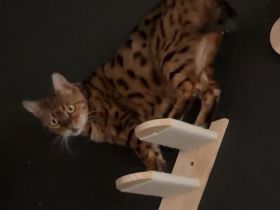 Sira ist eine Bengal Dame und sucht schweren Herzens ein Zuhause für immer