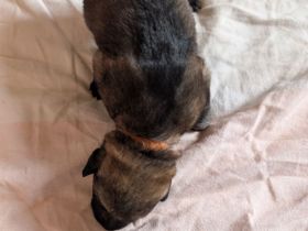 Süße Hundewelpen t