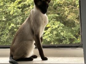 🐾 Zwei Siamkatzen-Brüder (kastriert) – nur gemeinsam in liebevolle Hände abzugeben 🐾