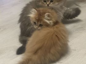 Wir suchen ein liebevolles Zuhause für 1 männliche Kitten, geboren im September 2025