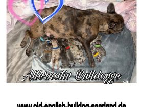 Alternativ Bulldoggen Bulldog ( Frenchie x OEB ) Welpen in exklusiven Farben mit Papieren