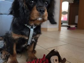 Cavalier King Charles Welpe
