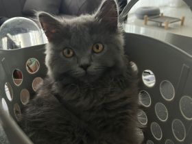 Liebevoller Kater sucht neues Zuhause