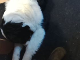 Bordercollie Mix abzugeben