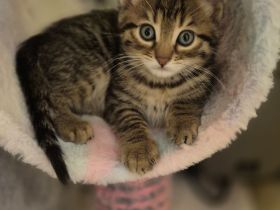 Bengal/ Türkisch Angora Kitten