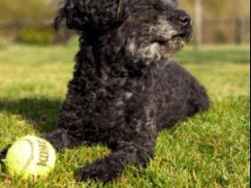 Bolonka Zwetna Dame sucht neues Zuhause