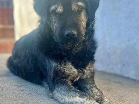 Bea sucht ihr Für-immer-Zuhause