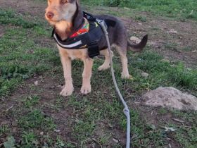 Goldie sucht sein Für-immer-Zuhause