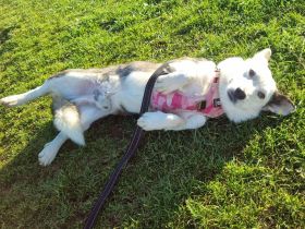 Felix sucht sein Für-immer-Zuhause