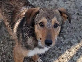 Haily sucht ihr Für-immer-Zuhause