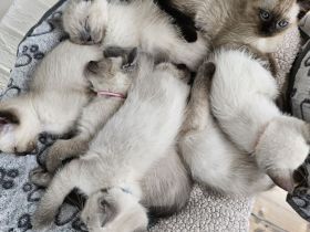 Reinrassige Siam Katzen Kitten Kätzchen Siamkätzchen