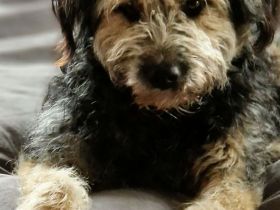 Fritzi auf Pflegestelle in 80637 München sucht sein Für-immer-Zuhause