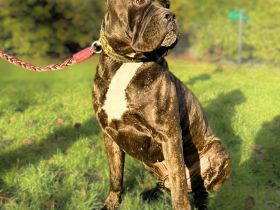 Johnny in 51491 Overath sucht sein Für-immer-Zuhause