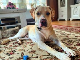 Ludwig in 09514 Lengefeld sucht sein Für-immer-Zuhause