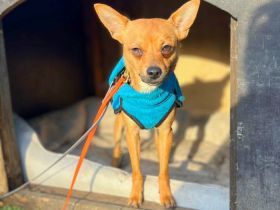 Charlie und Ivan in 63069 Offenbach, Fiby in 23858 Reinfeld suchen ihr Für-immer-Zuhause