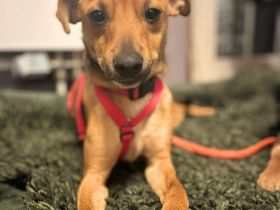 Ivan in 63069 Offenbach suchen ihr Für-immer-Zuhause