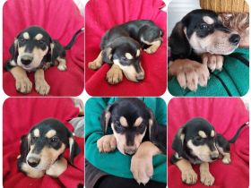 Shirley, Ralfi, Katrina, Christel, Truda und Liesel