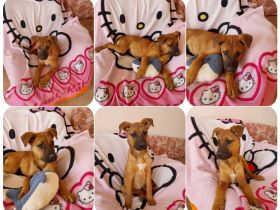 Lady Bo – fröhliche und verspielte kleine Entdeckerin