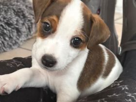 Parson Russel Terrier