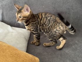 Bengalkatze Kitten Kater