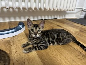 Bengalkatze Kitten Kater
