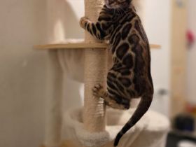 Bengalkatze Kitten Kater