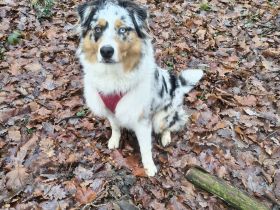 Freundliche Australian Shepherd Hündin sucht liebevolles Zuhause