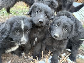 Altdeutsche Hütehundwelpen