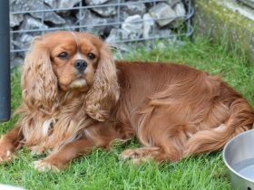Erwachsene Cavalier King Charles Hündin