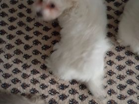 In gute Hände abzugeben