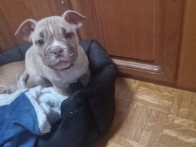 Süßer  Balu  sucht  sein neues  Zuhause