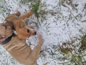 Blau sucht ein neues  Zuhause