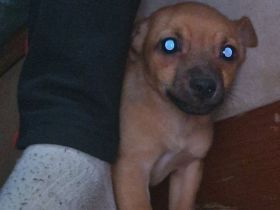 Lucky sucht   neues  Zuhause