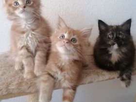 ❤️Liebevolle Maine Coon Kitten❤️