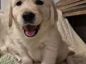 Golden retriever Welpen rüden suchen ein liebevolles Zuhause