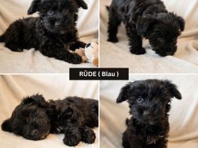 Süße Yorkiepoo Welpen (Yorkshire Terrier Pudel Mix) Hypoallergene Designerhunde ab sofort abzugeben