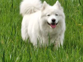 Wurfankündigung – Reinrassige Samojeden-Welpen