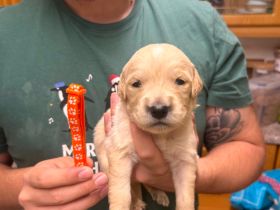 Golden-Retriever-Welpen
