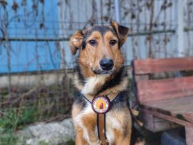 Herzensmenschen für Flinti gesucht