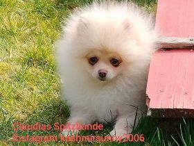 Abgabe bereit! Zwergspitz Pomeranian Welpe aus erfahrene Hobbyzucht seid 2008 Eltern mit FCI Ahnent.
