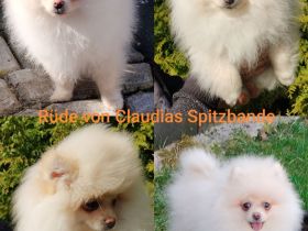 Abgabe bereit! Zwergspitz Pomeranian Welpe aus erfahrene Hobbyzucht seid 2008 Eltern mit FCI Ahnent.