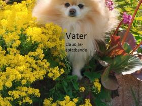 Pomeranian Zwergspitz Zuchtaufgabe