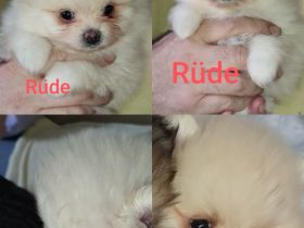 Abgabe bereit! Zwergspitz Pomeranian Welpe aus erfahrene Hobbyzucht seid 2008