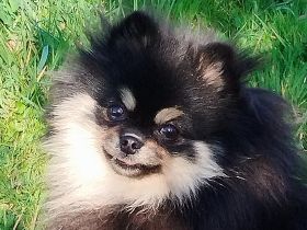 Pomeranian Zwergspitz Zuchtaufgabe Hündin
