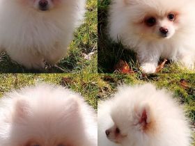 Abgabe bereit! Zwergspitz Pomeranian Welpe aus erfahrene Hobbyzucht seid 2008 Eltern mit FCI Ahnent.