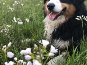 Aussiedoodle Welpen (kein Labradoodle/Bernedoodle/Goldendoodle)