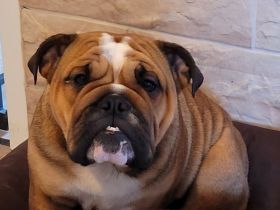 Englische Bulldogge