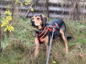 Tano sucht ein Zuhause