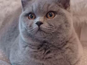 Liebevoller Britisch Kurzhaar Kater sucht.......