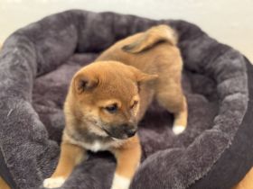 Reinrassige Shiba-Inu Welpen
